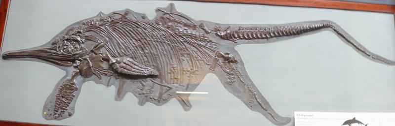 Dino Skeleton.jpg
